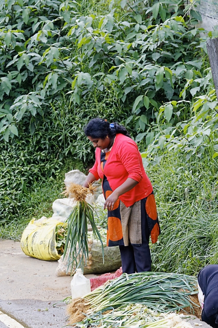 Nuwara Eliya-004